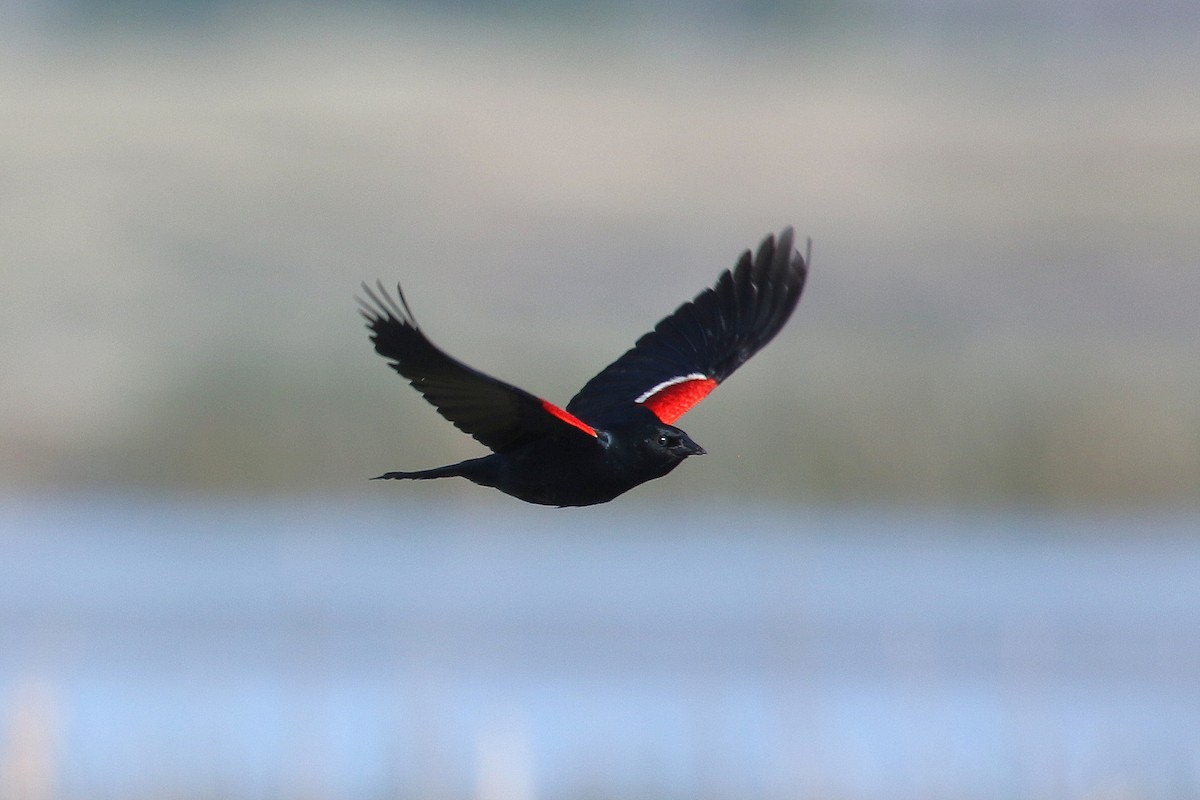 Tricolored Blackbird - ML241738971