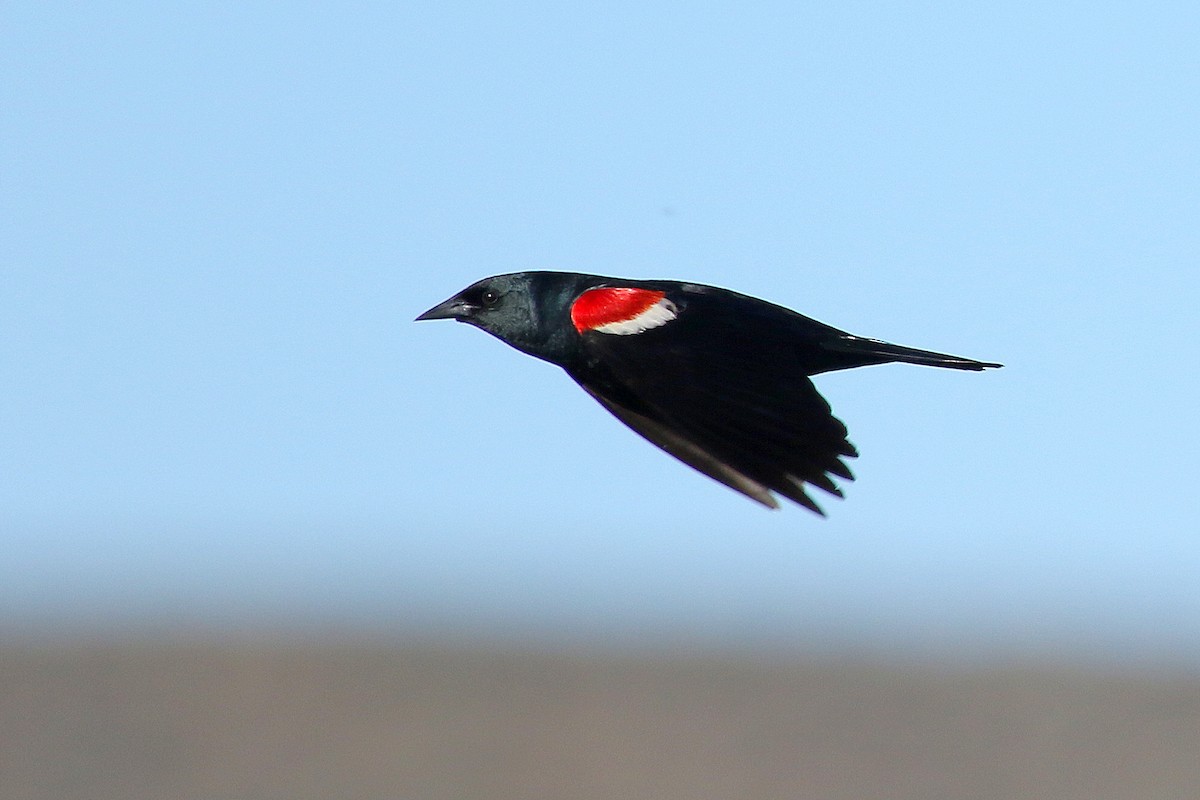 Tricolored Blackbird - Steve Rottenborn