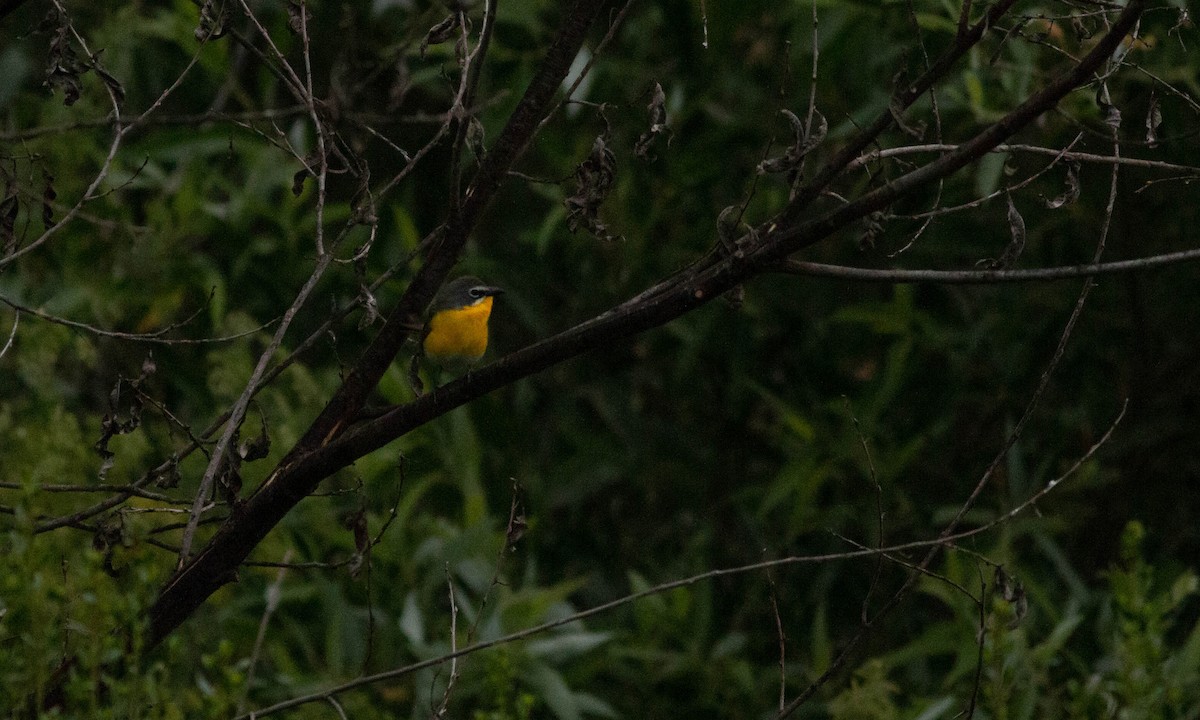 Yellow-breasted Chat - Paul Fenwick