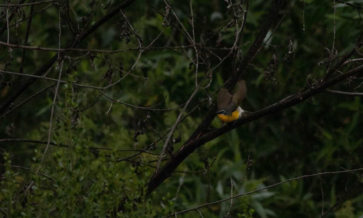 Yellow-breasted Chat - Paul Fenwick