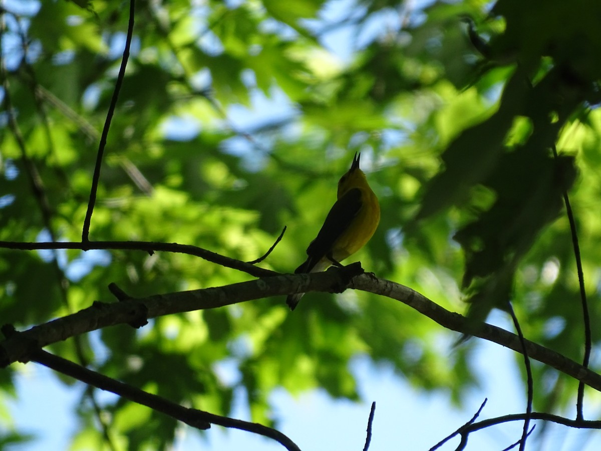 Prothonotary Warbler - ML241742911