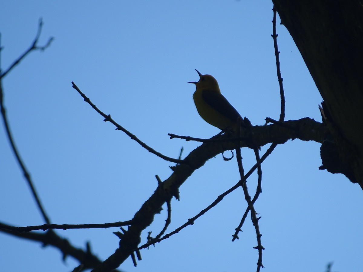Prothonotary Warbler - ML241742961