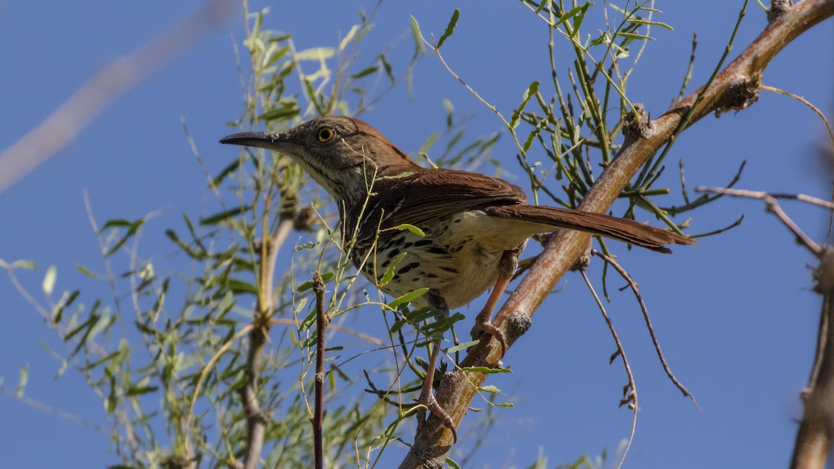 Brown Thrasher - ML241743111