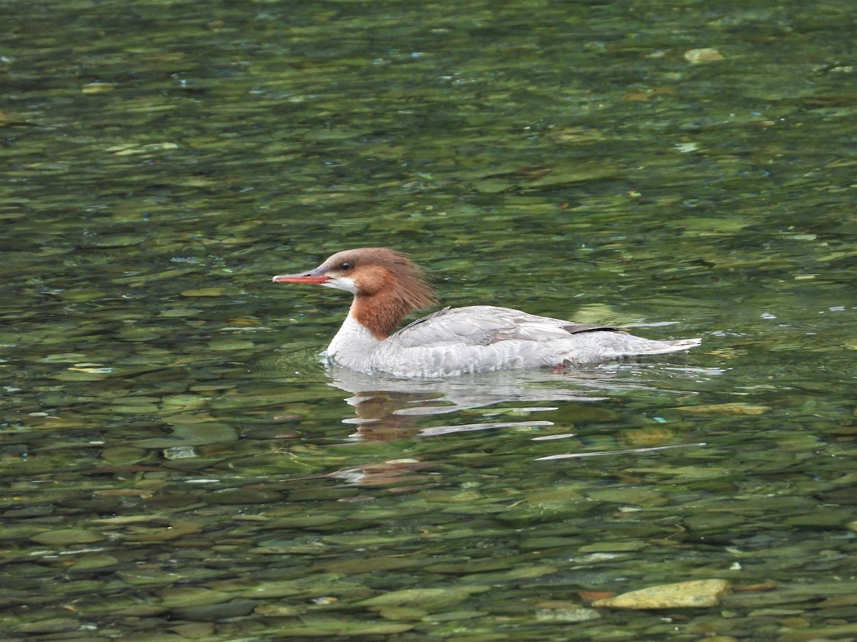 Common Merganser (North American) - ML241744571