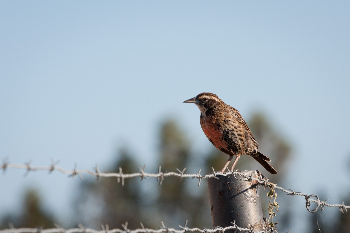 Long-tailed Meadowlark - ML241746721