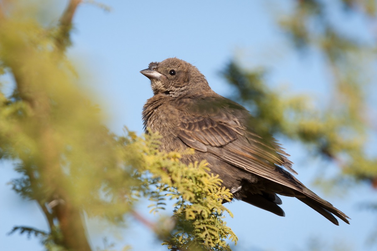 Shiny Cowbird - ML241746731