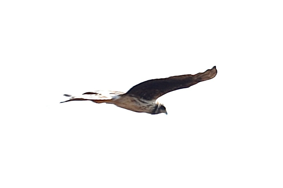 Long-winged Harrier - ML241748261