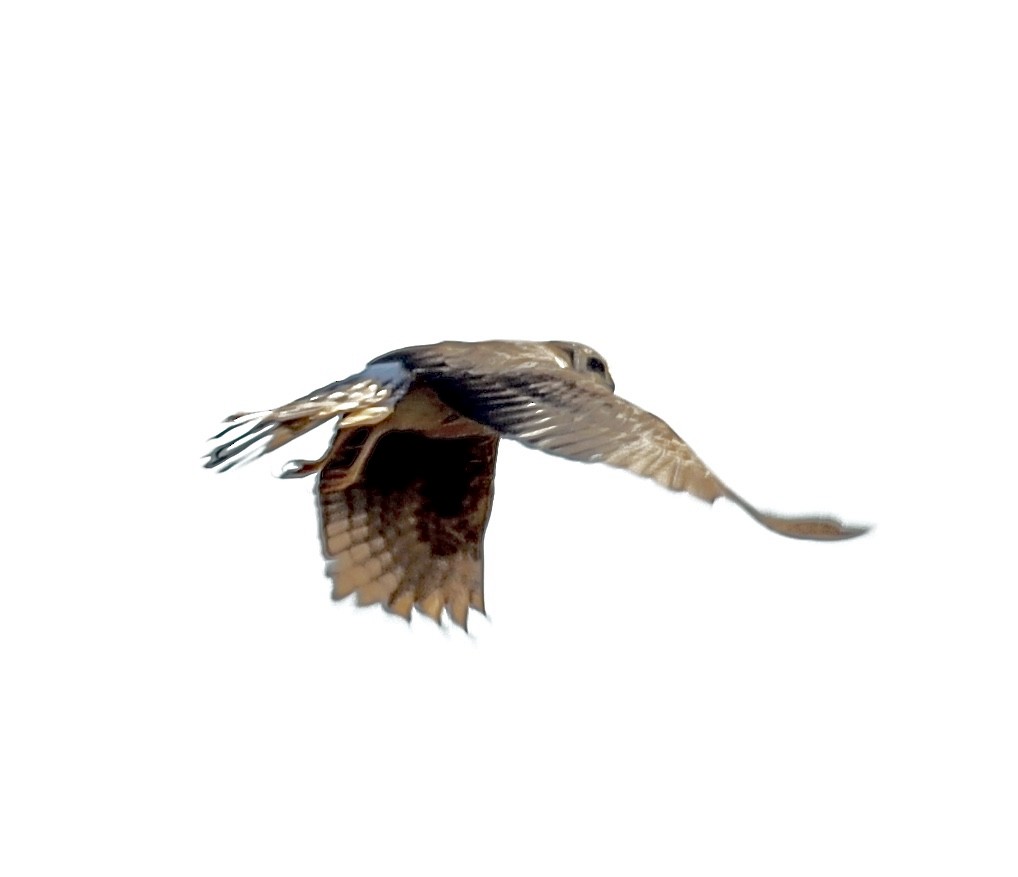Long-winged Harrier - ML241748291