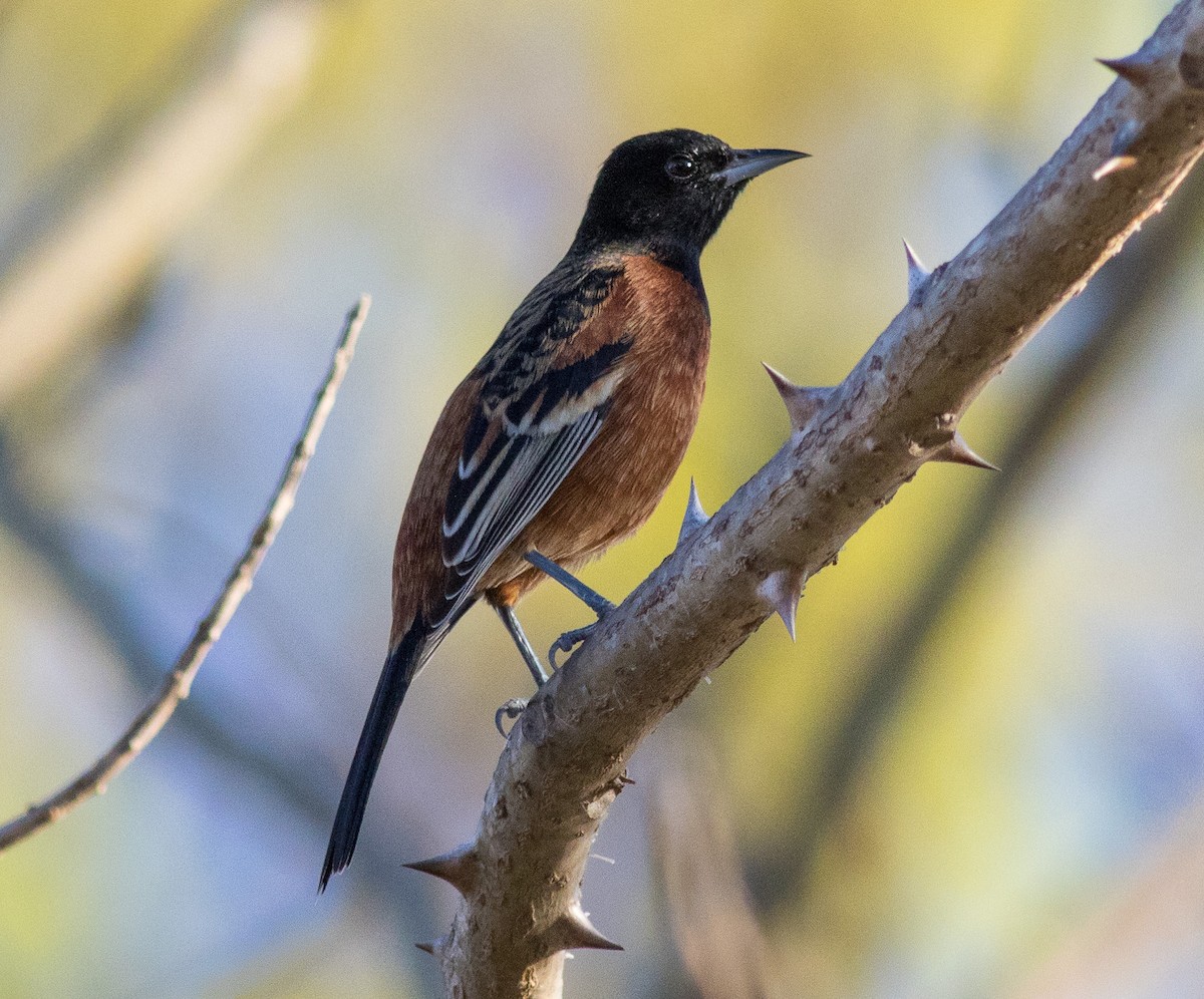 Orchard Oriole - Mel Senac