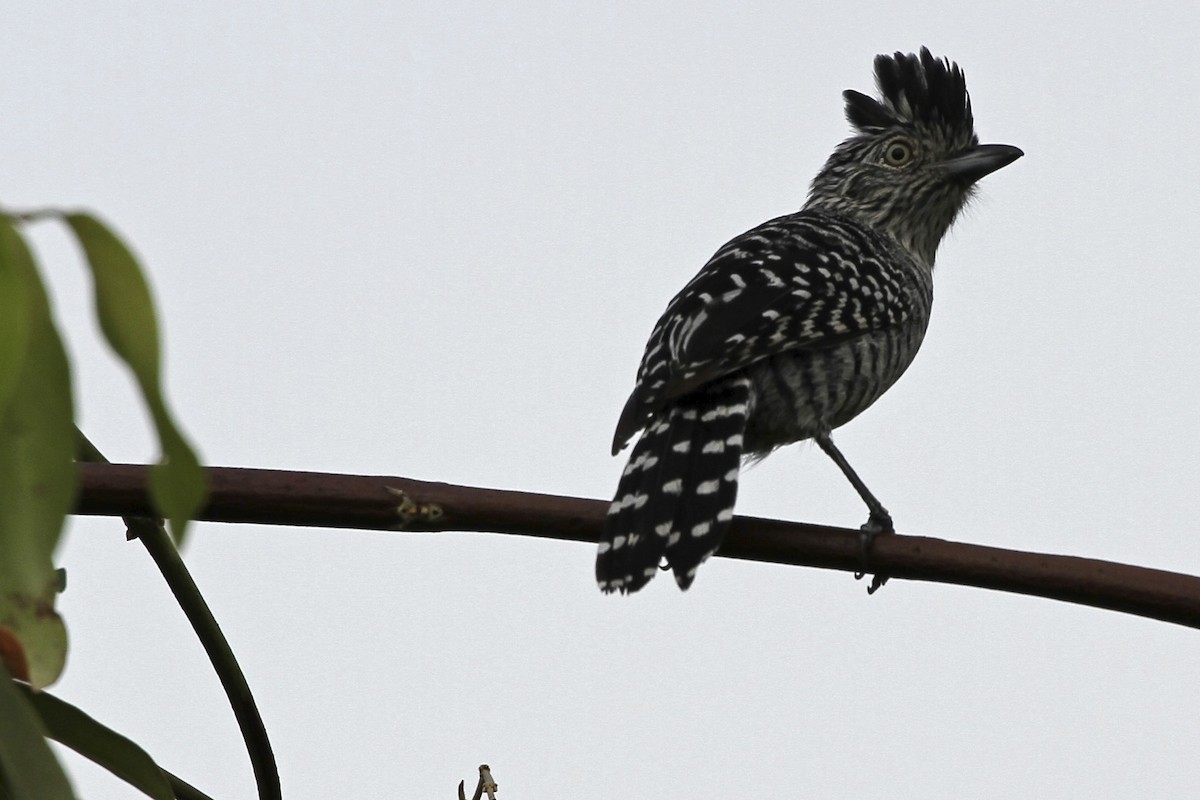 Barred Antshrike (Barred) - ML241749131