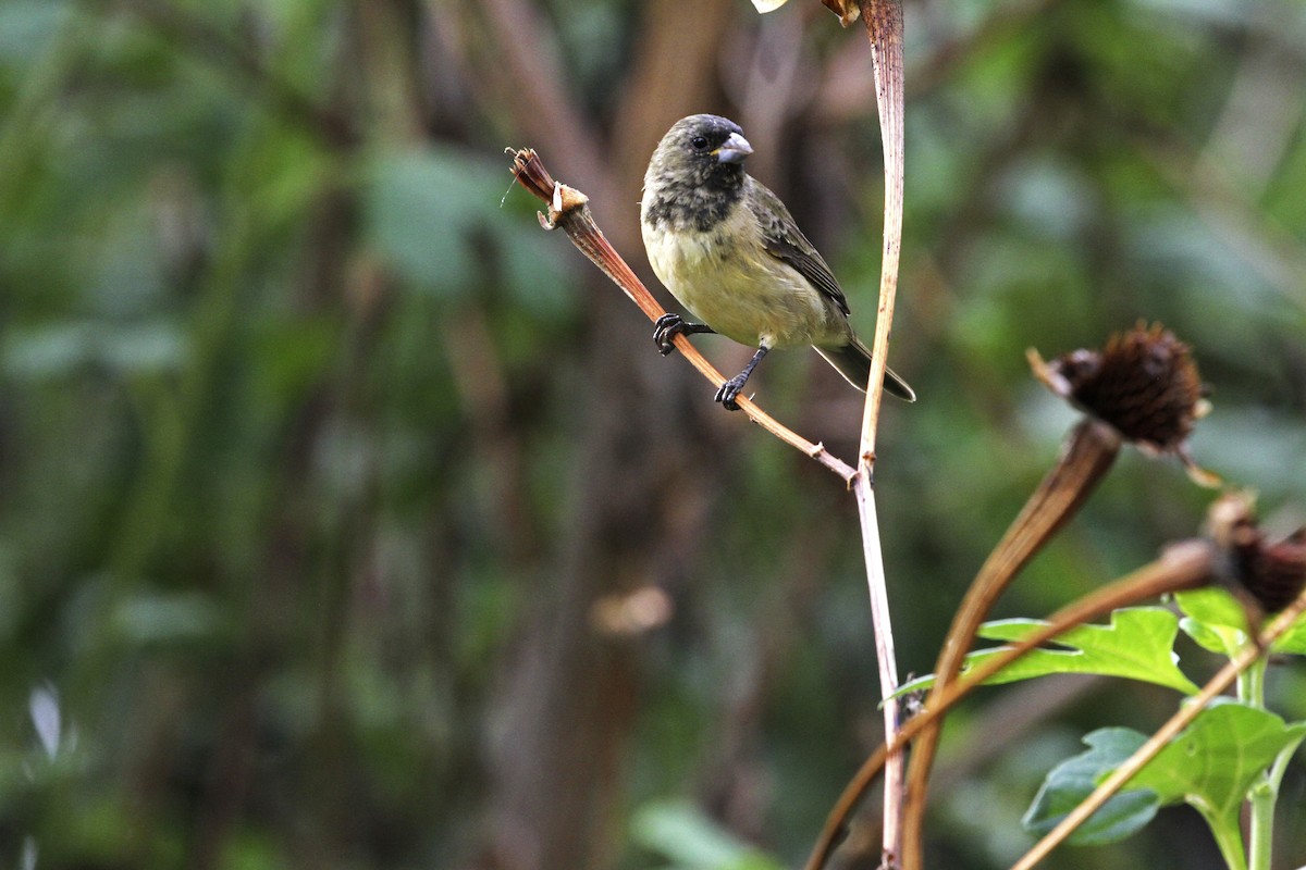 Yellow-bellied Seedeater - ML241749541