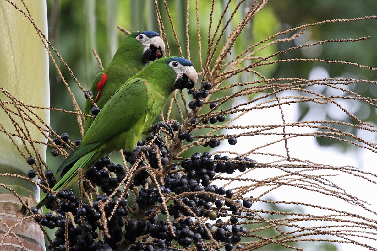 Red-shouldered Macaw - ML241749691