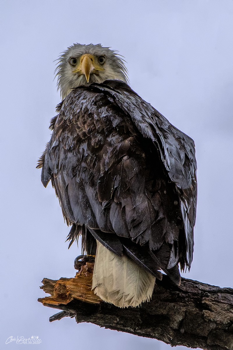 Weißkopf-Seeadler - ML241750031