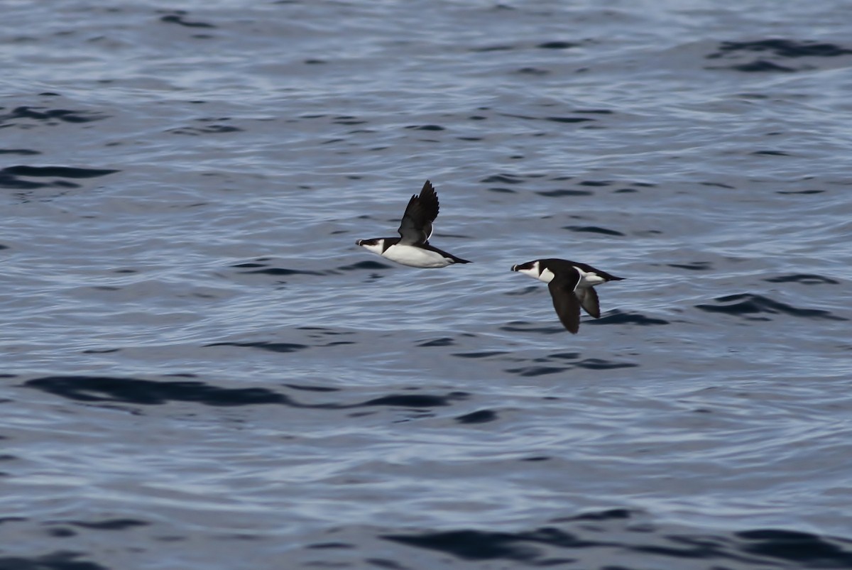 Razorbill - ML24175041