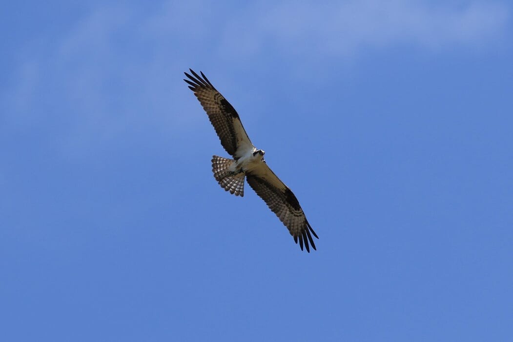 Osprey - ML241750641