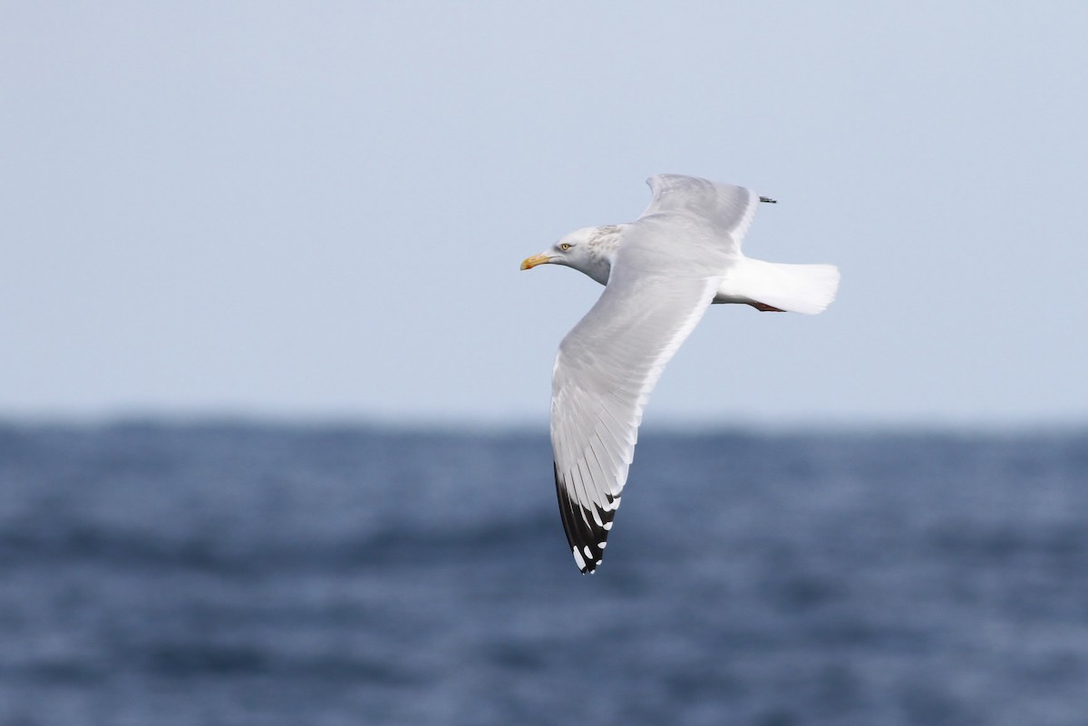 Herring Gull - ML24175071