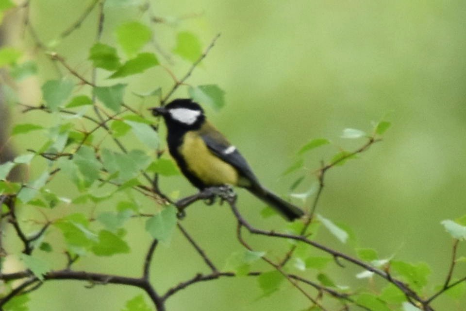 Great Tit - ML241751641