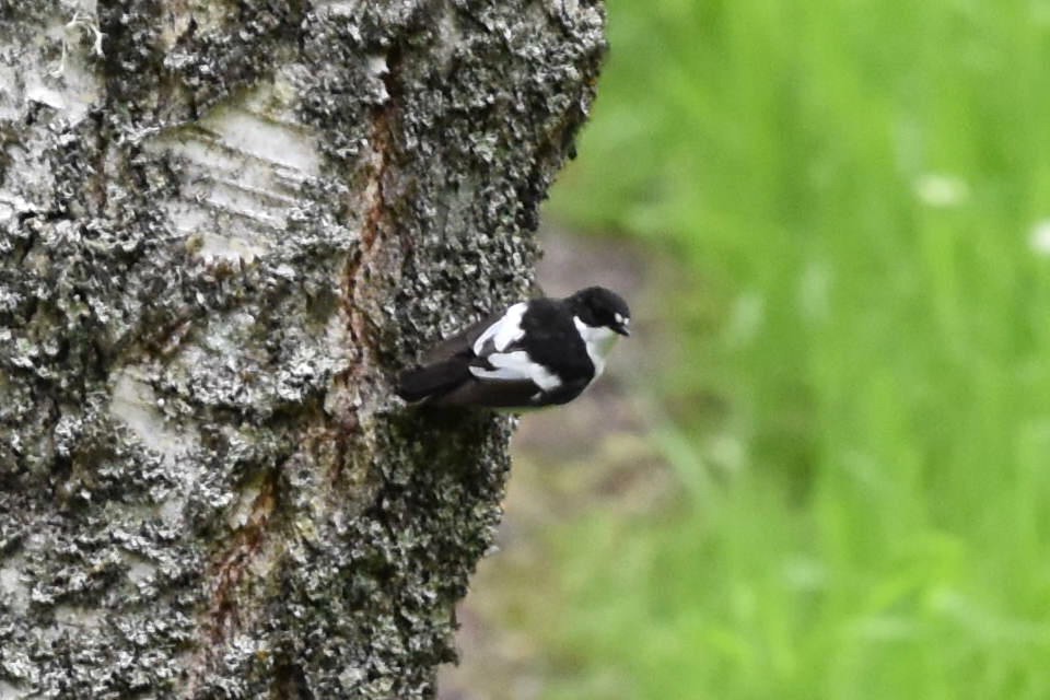 European Pied Flycatcher - Blair Whyte