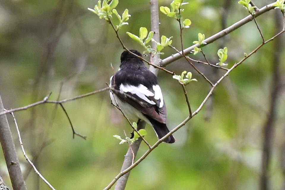 European Pied Flycatcher - ML241752001