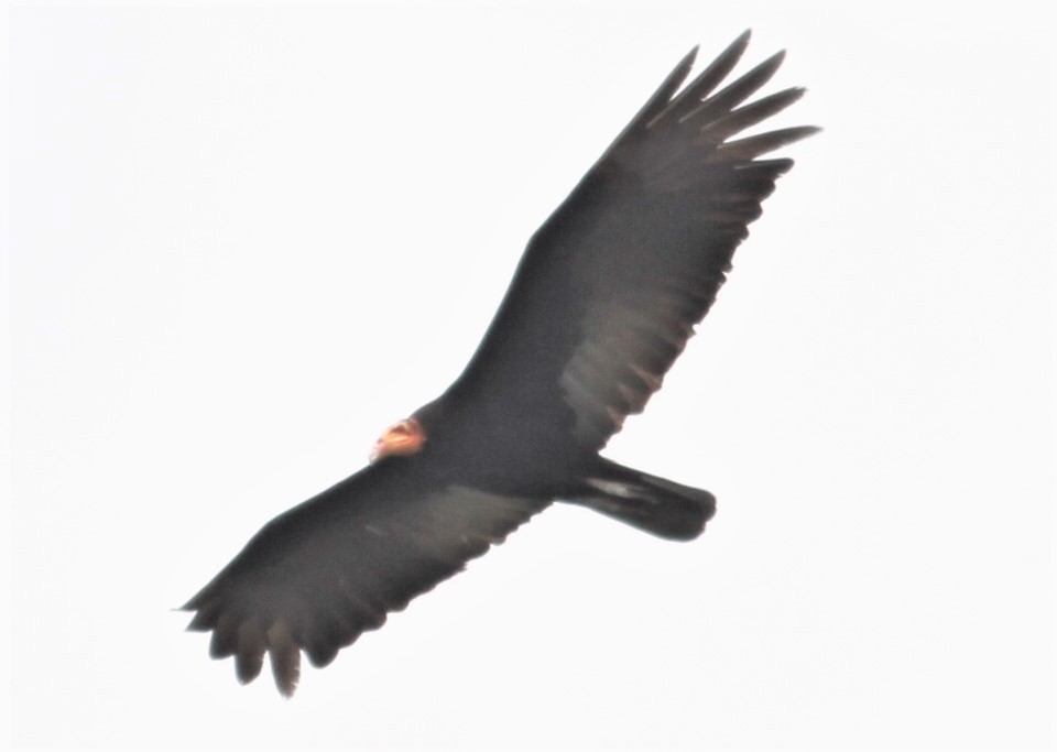 Greater Yellow-headed Vulture - ML241752471