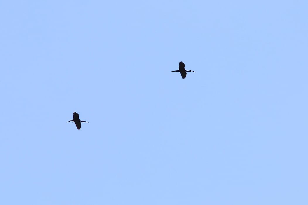 Glossy Ibis - ML241753251