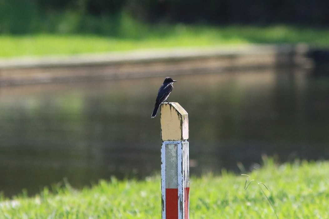 Eastern Kingbird - ML241753321