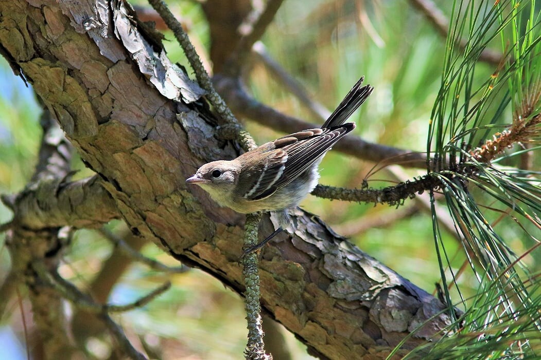 Сосновая древесница - ML241753541