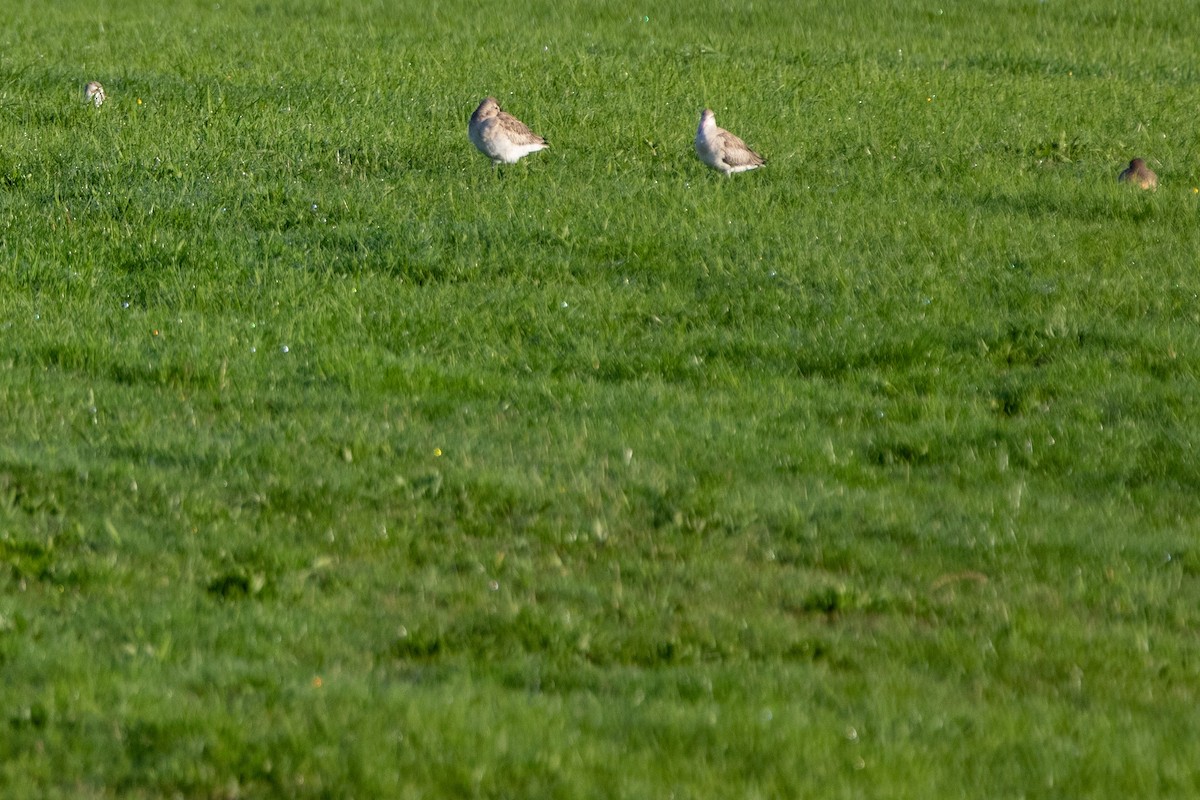 Bar-tailed Godwit - ML241757811