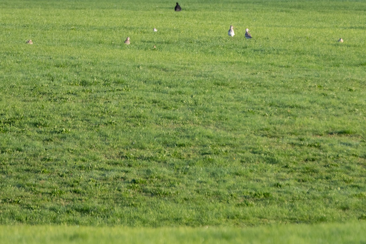 Bar-tailed Godwit - ML241757881