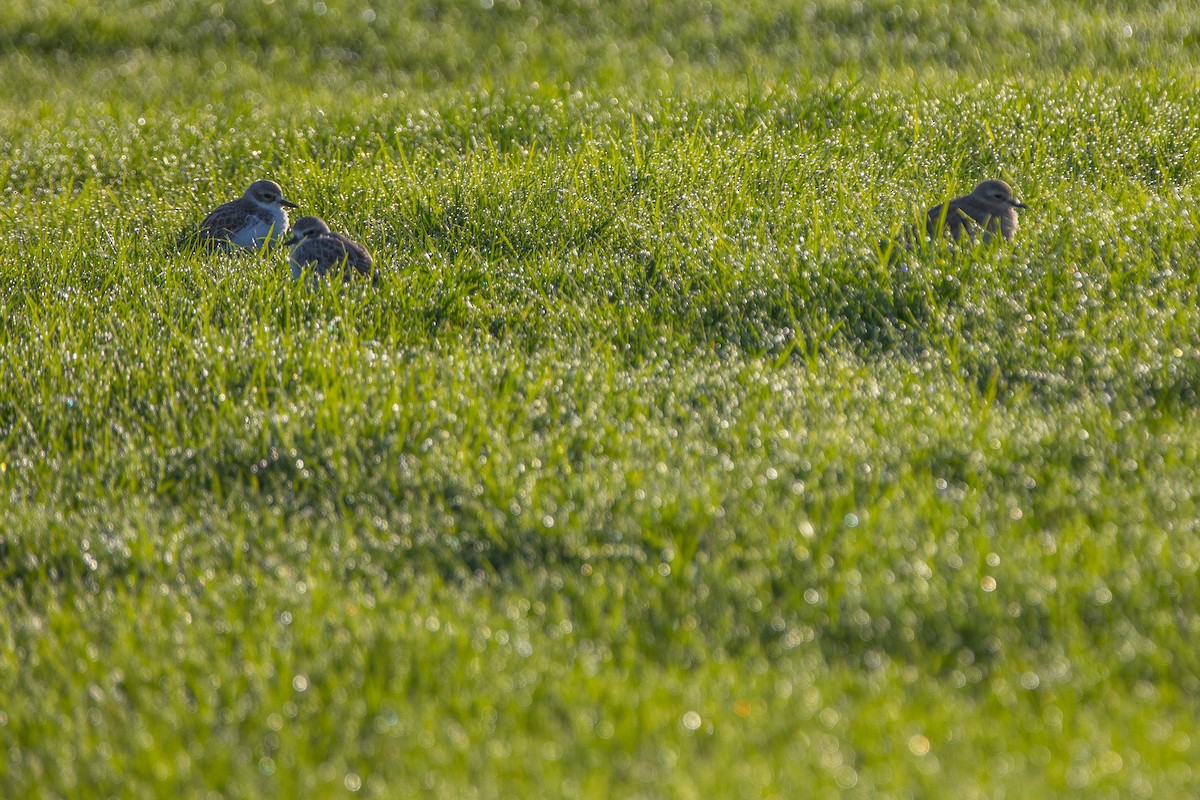 Red-breasted Dotterel - ML241757901