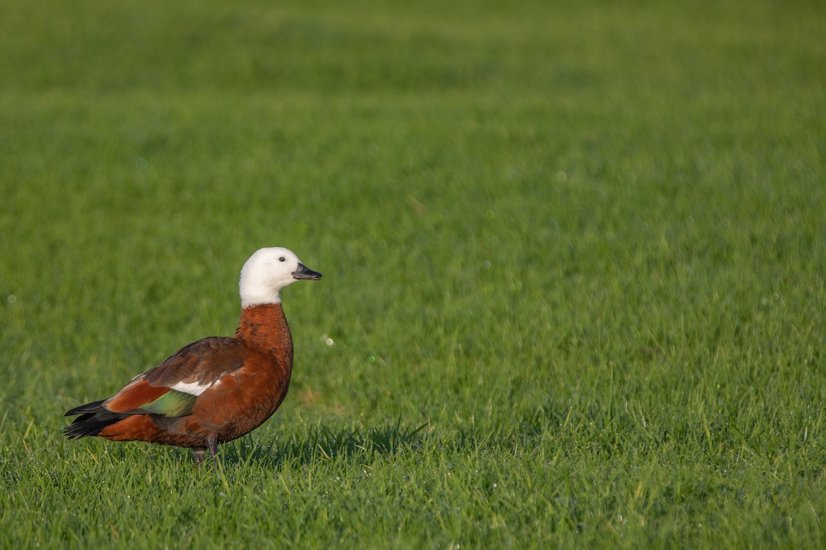 Paradise Shelduck - ML241757941