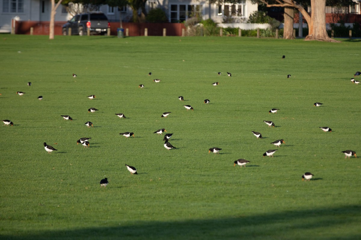 South Island Oystercatcher - Shaun Lee