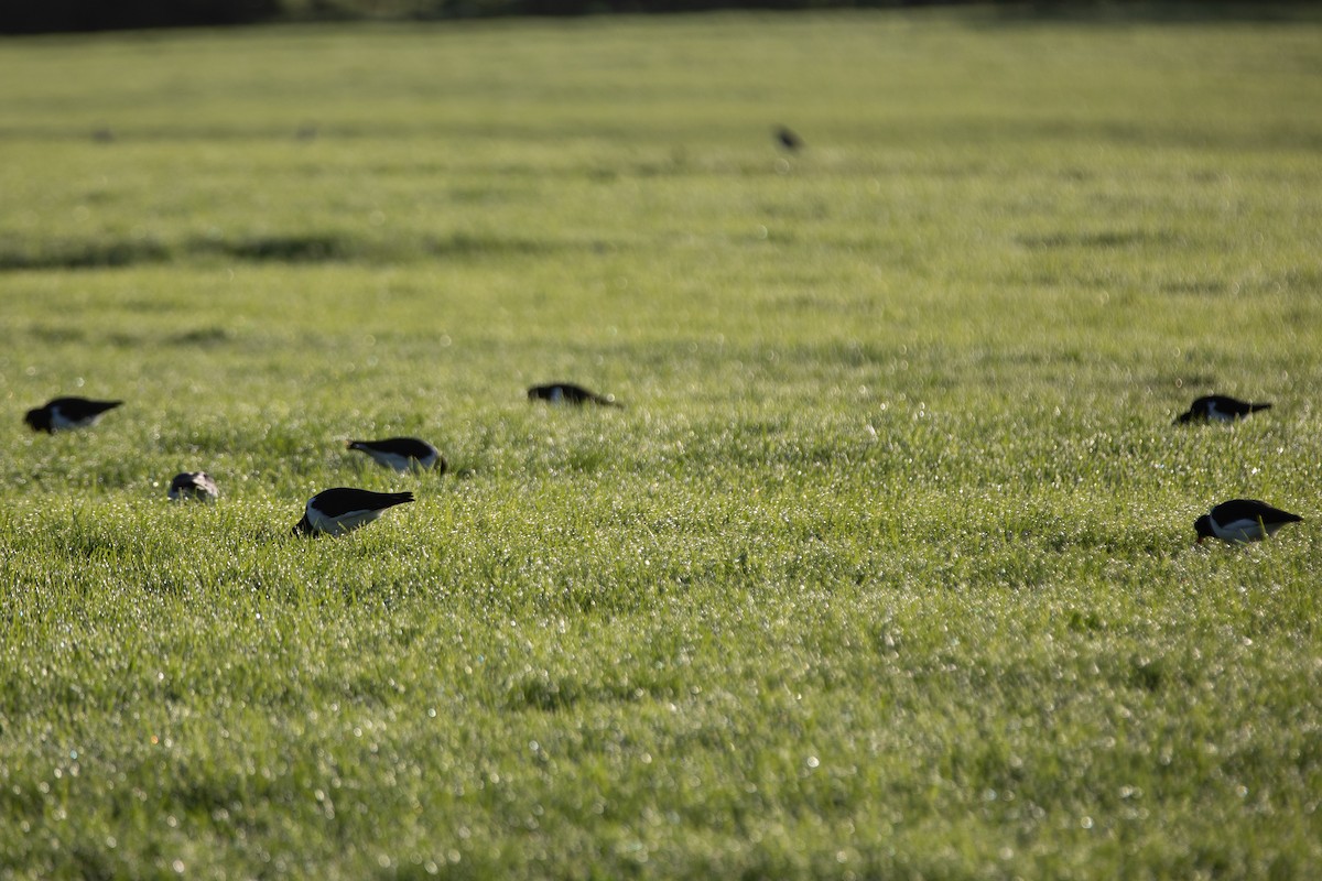 South Island Oystercatcher - ML241758141