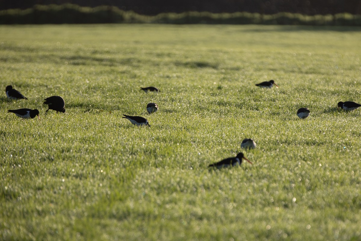 South Island Oystercatcher - ML241758191