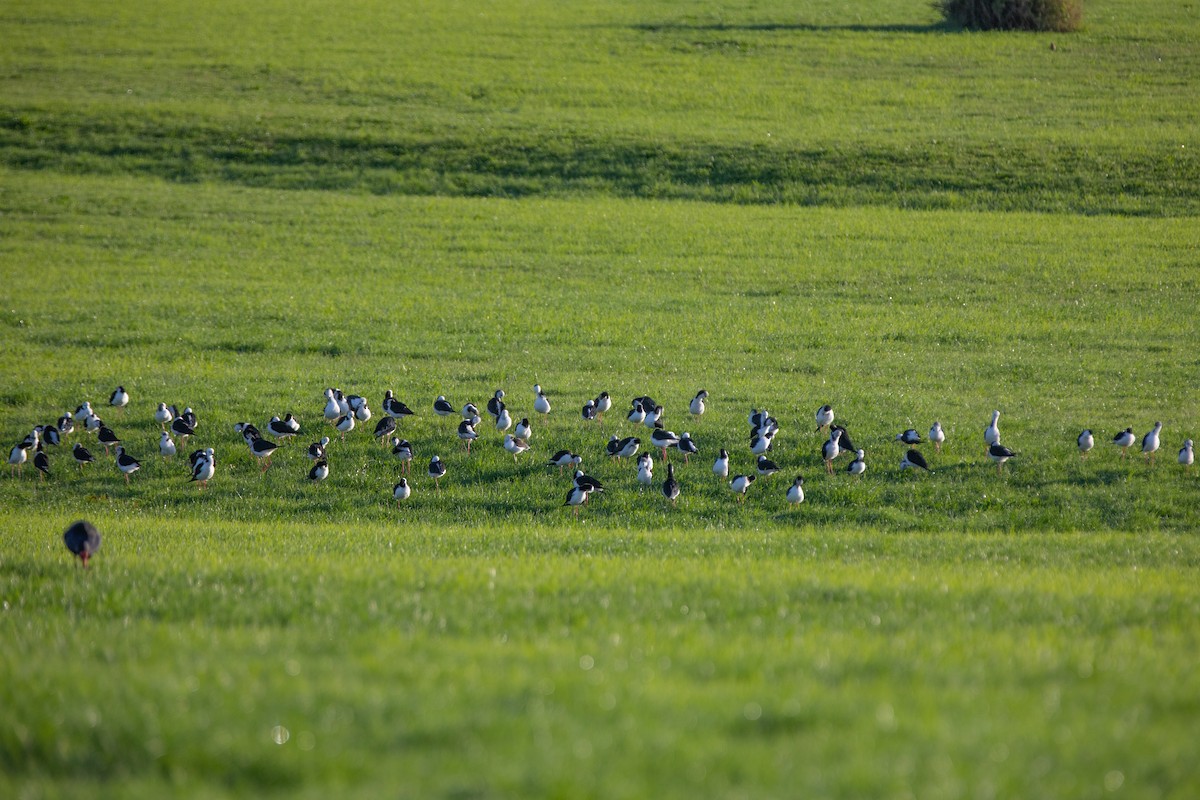 Pied Stilt - ML241758401