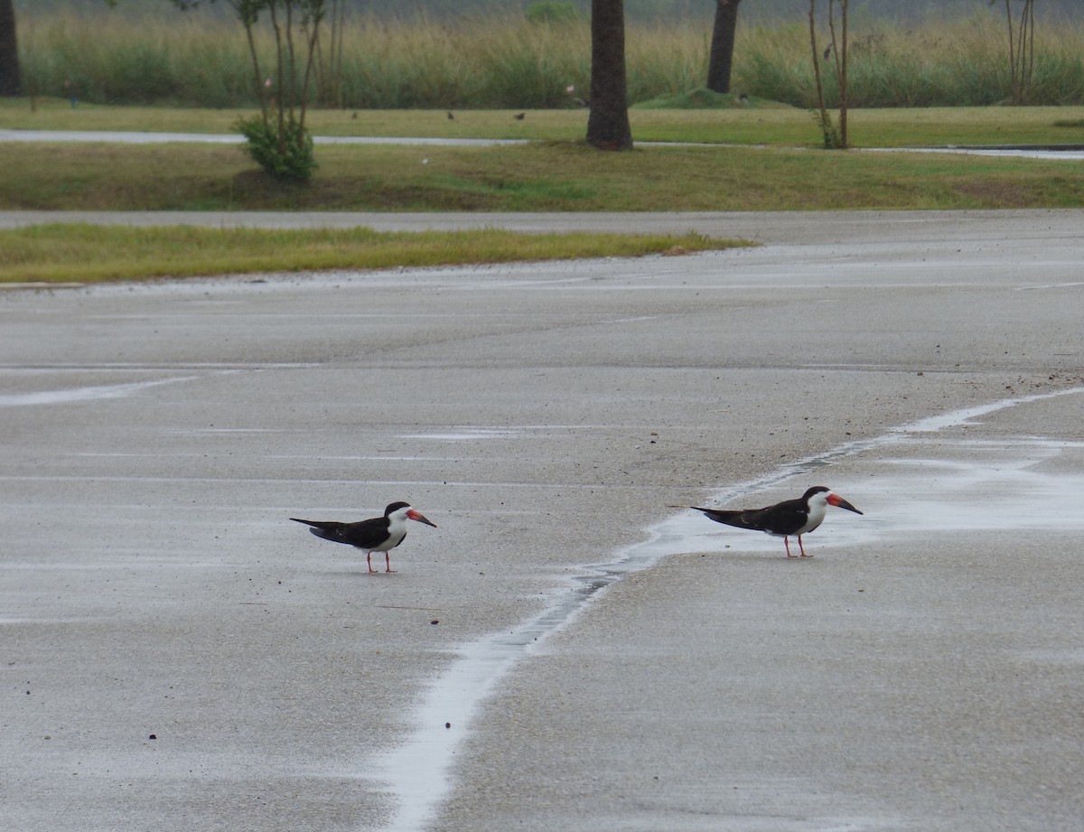 Black Skimmer - ML241758431