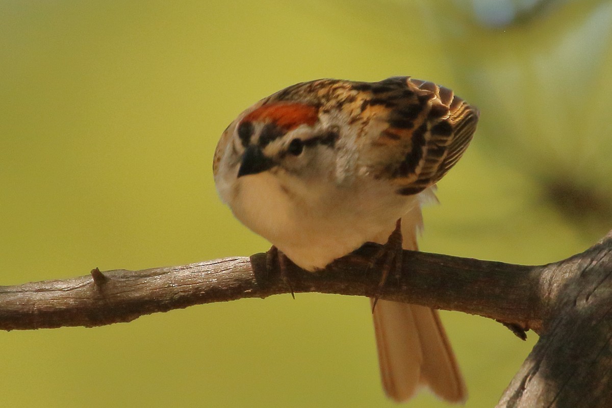 Chipping Sparrow - ML241759601