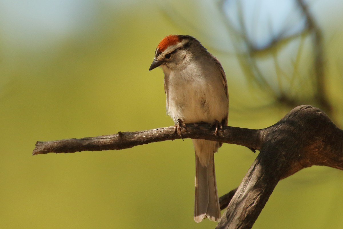 Chipping Sparrow - ML241759611