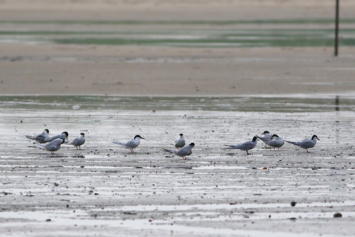 Roseate Tern - ML241760171