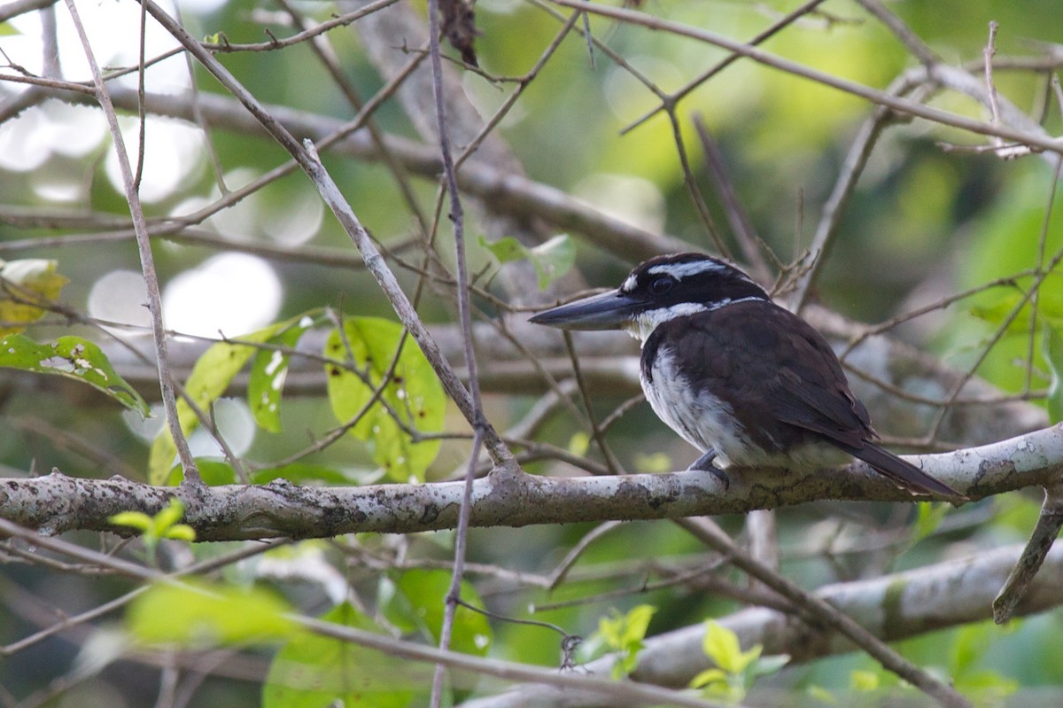 Sombre Kingfisher - ML241761031