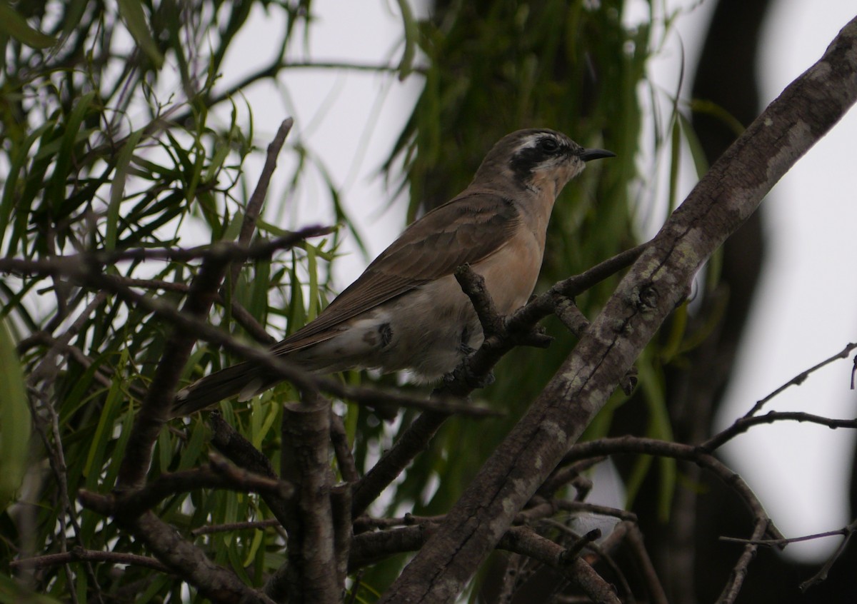 Black-eared Cuckoo - ML24176251