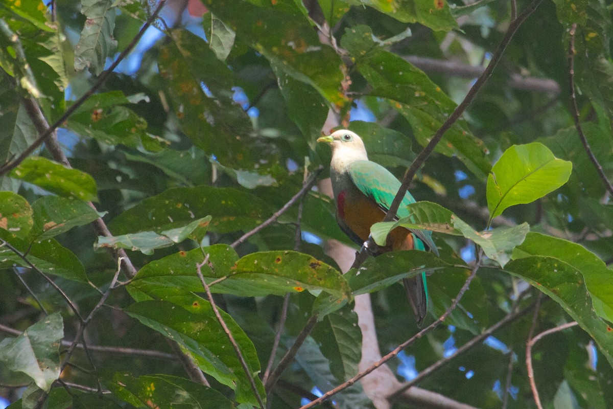 Scarlet-breasted Fruit-Dove - ML241763211