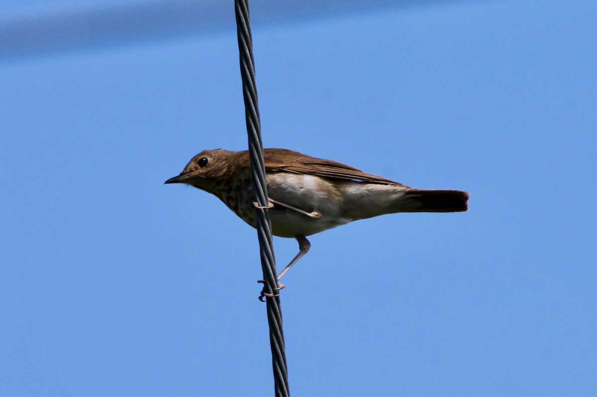 Swainson's Thrush (Russet-backed) - ML241764061