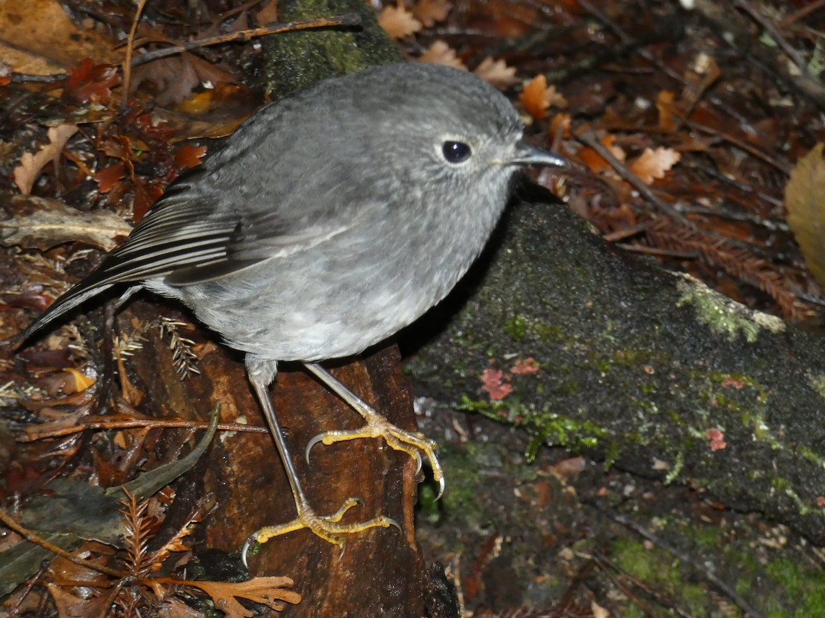 North Island Robin - ML241764751