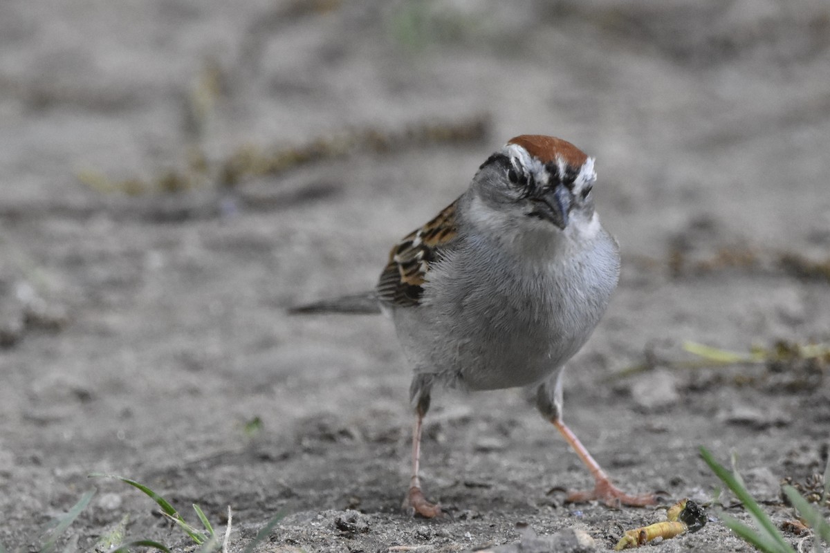 Chipping Sparrow - ML241765011
