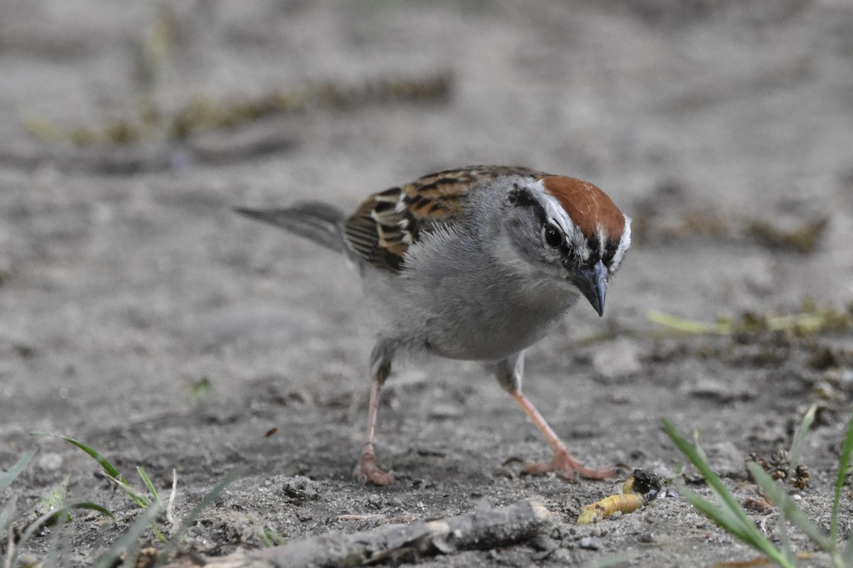 Chipping Sparrow - ML241765021