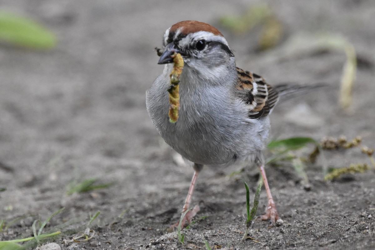 Chipping Sparrow - ML241765101