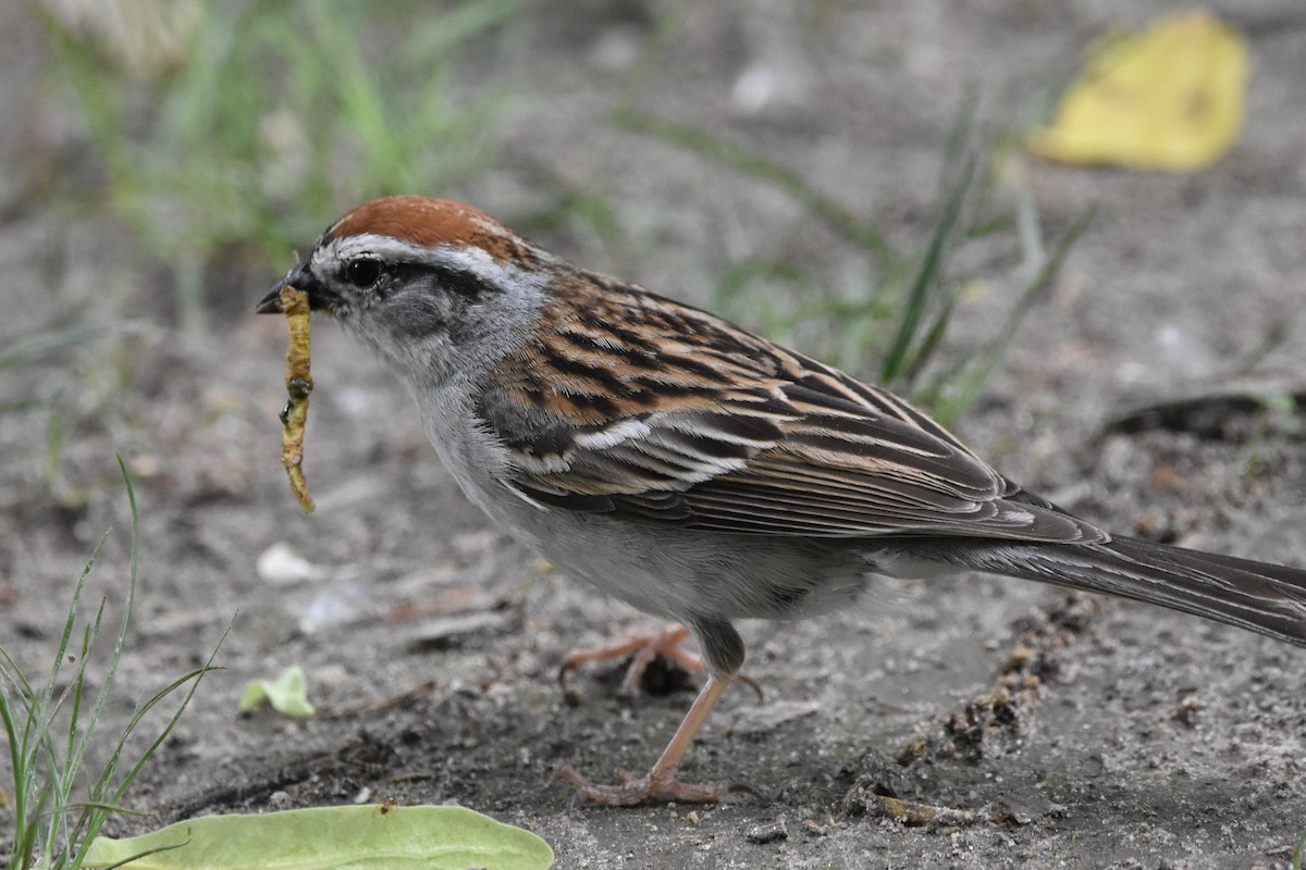 Chipping Sparrow - ML241765121