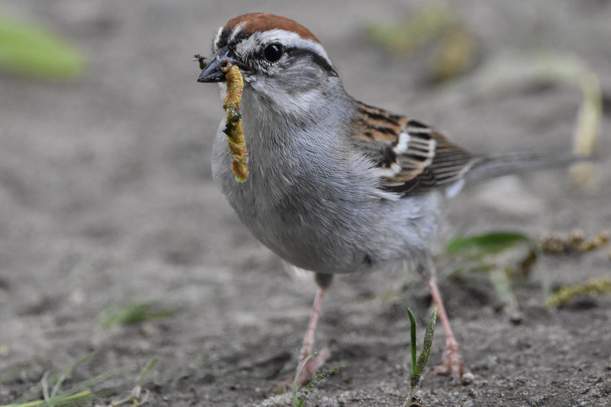 Chipping Sparrow - ML241765131