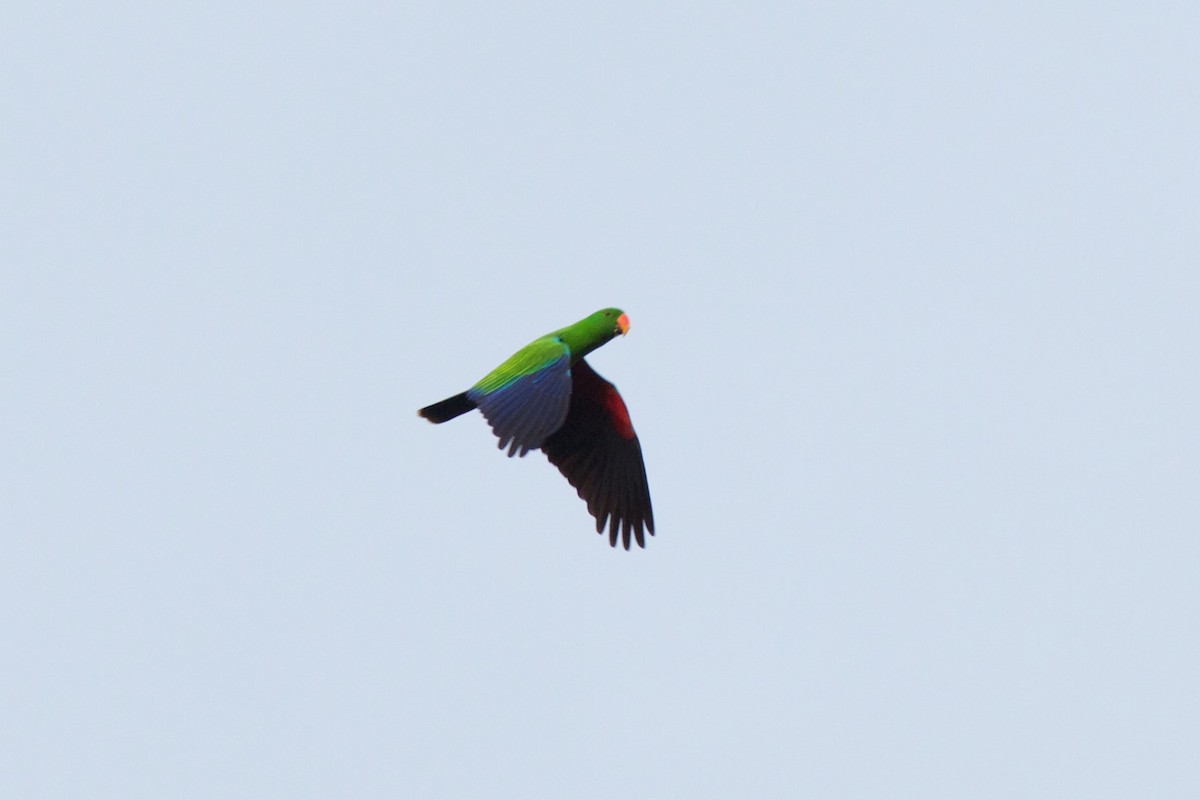 Moluccan Eclectus - ML241765571